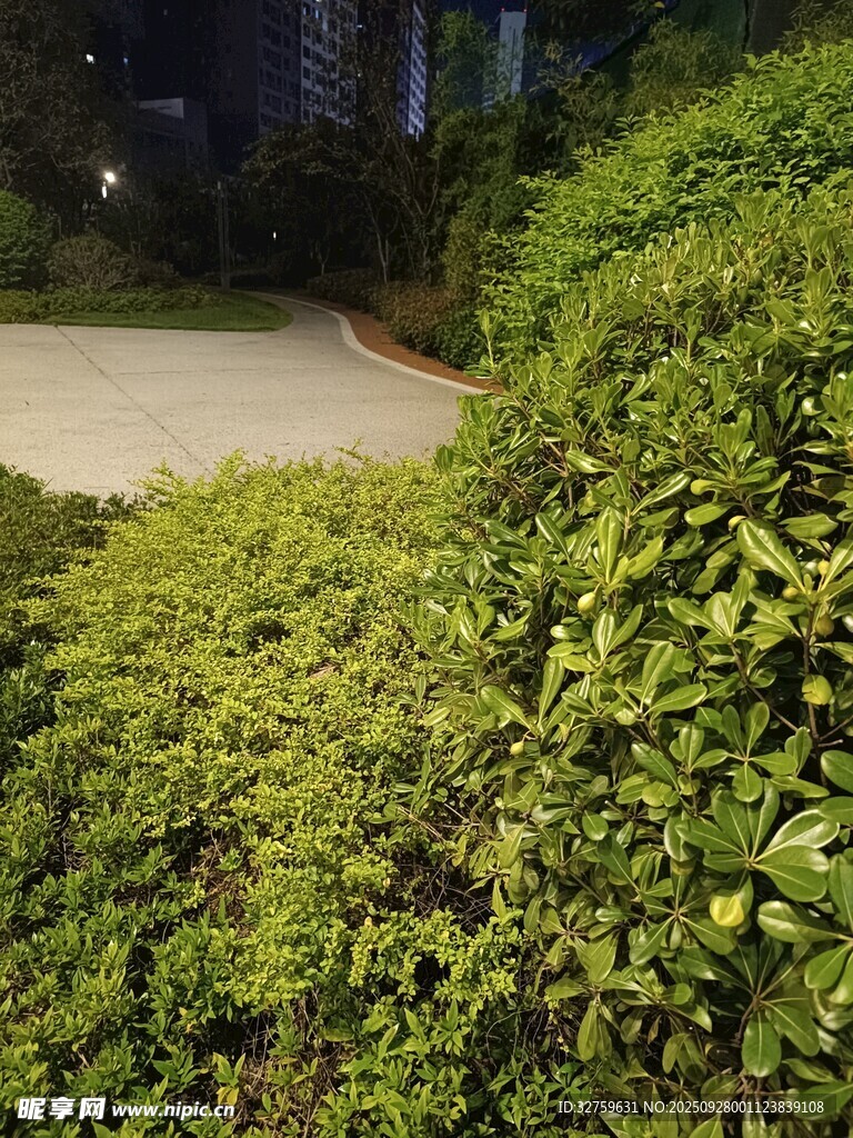 绿意盎然的庭院灌木丛