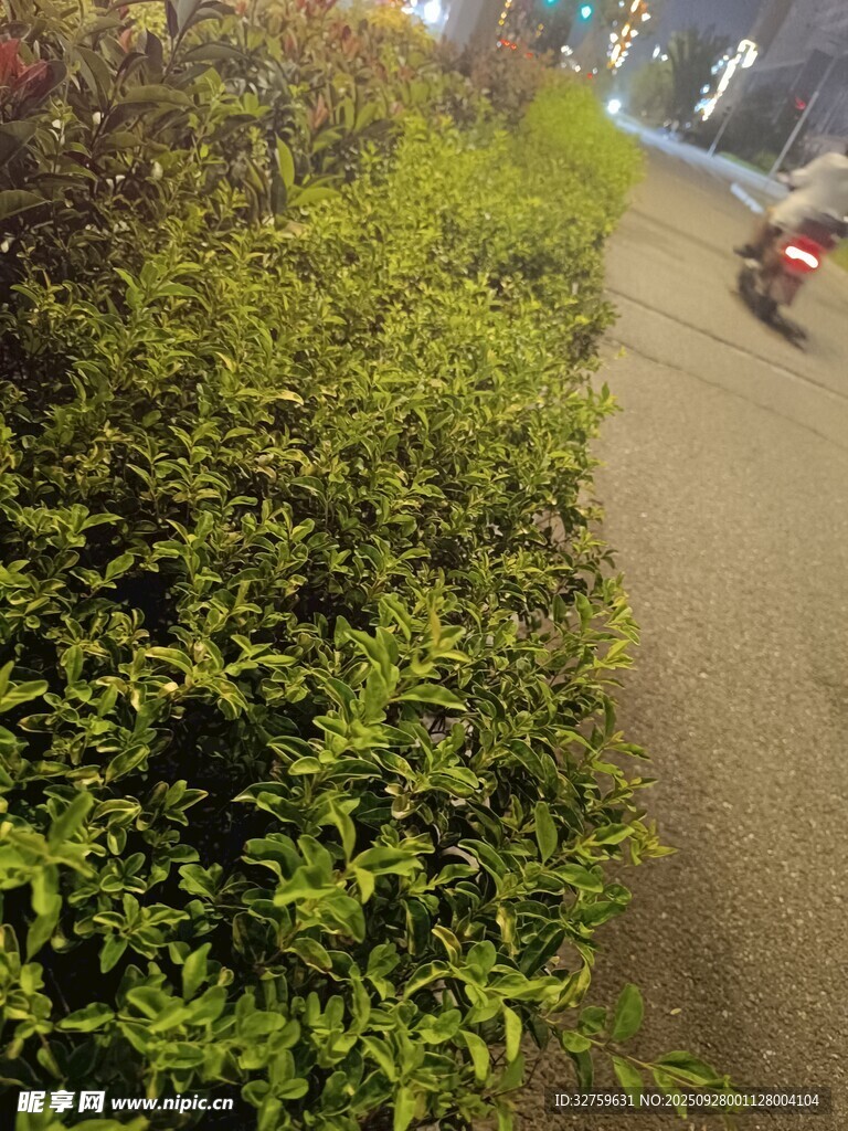 路边翠绿灌木丛