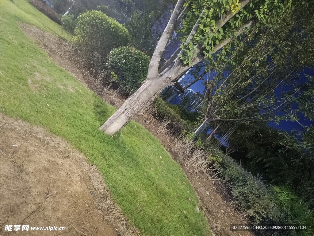 户外草地树木景观图