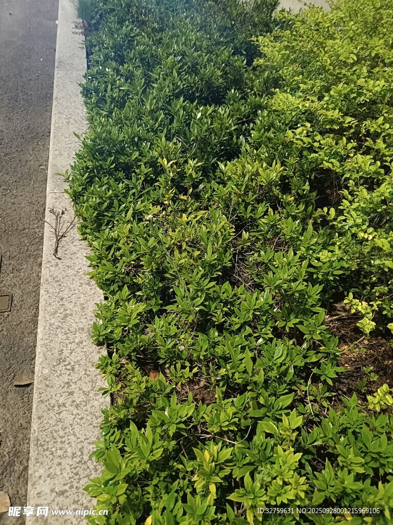 路边翠绿繁茂的灌木丛