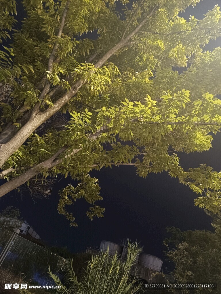 夜晚树下的静谧光影