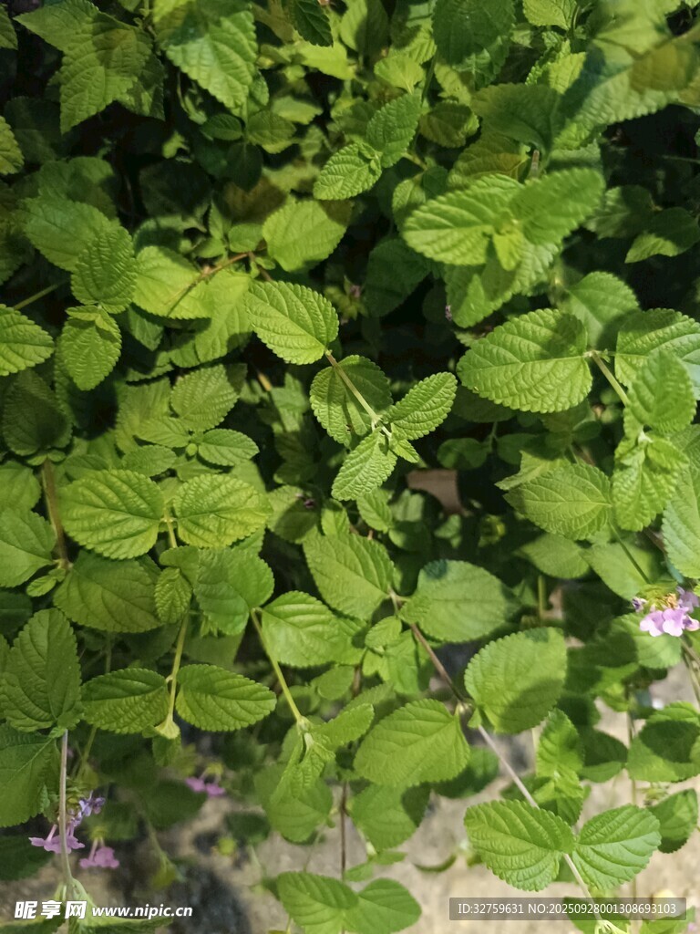 绿叶丛中的紫色小花