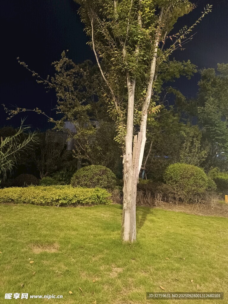 夜晚草坪上的孤独树木