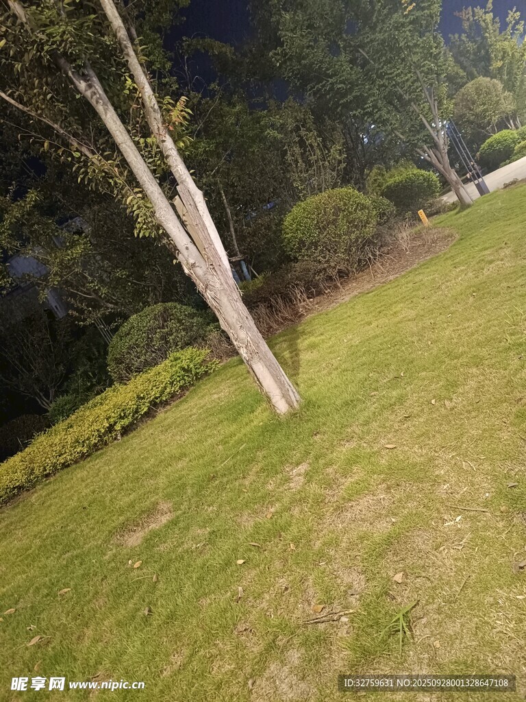 户外草地树木景观
