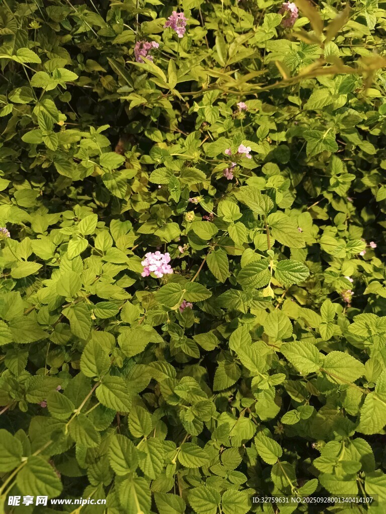 绿叶丛中绽放的娇美小花