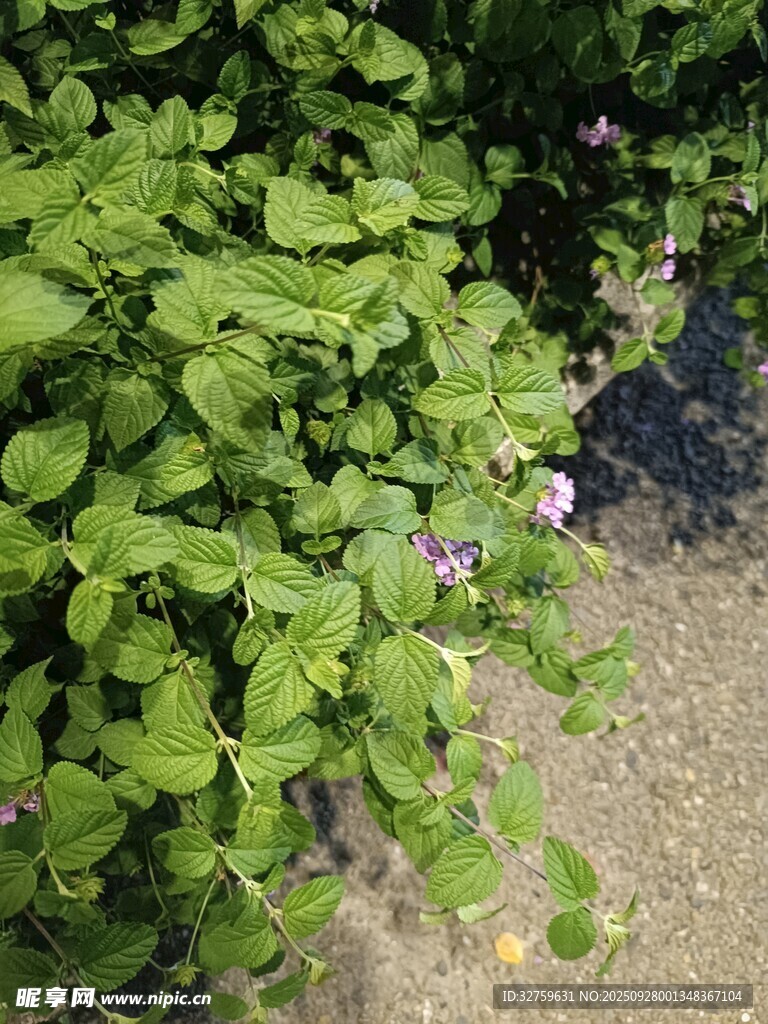 绿叶丛中的紫色小花