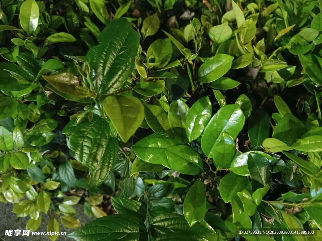 翠绿繁茂的植物叶片
