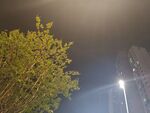夜中绿树与路灯景象