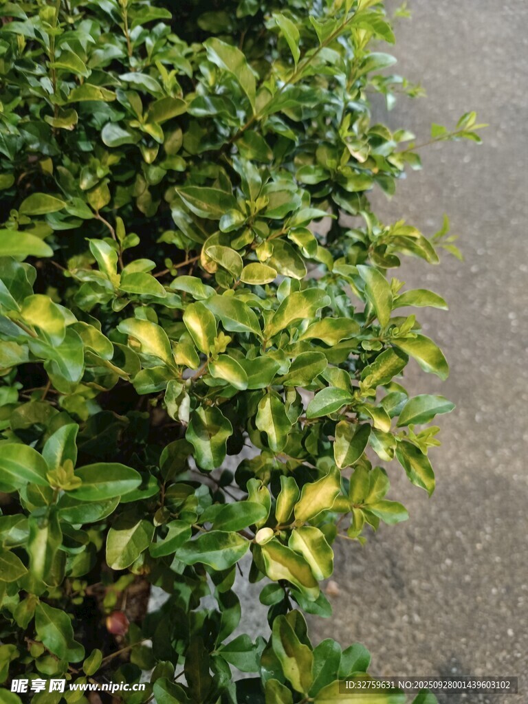 绿叶繁茂的路边灌木丛