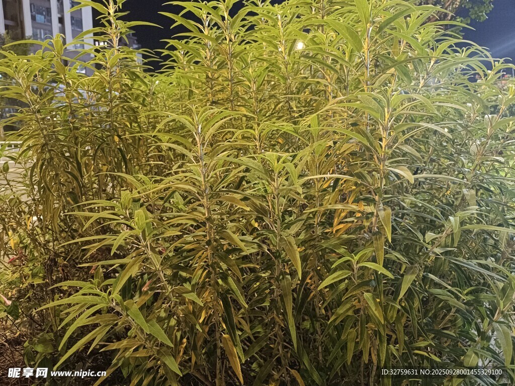 翠绿丛生的茂密竹子