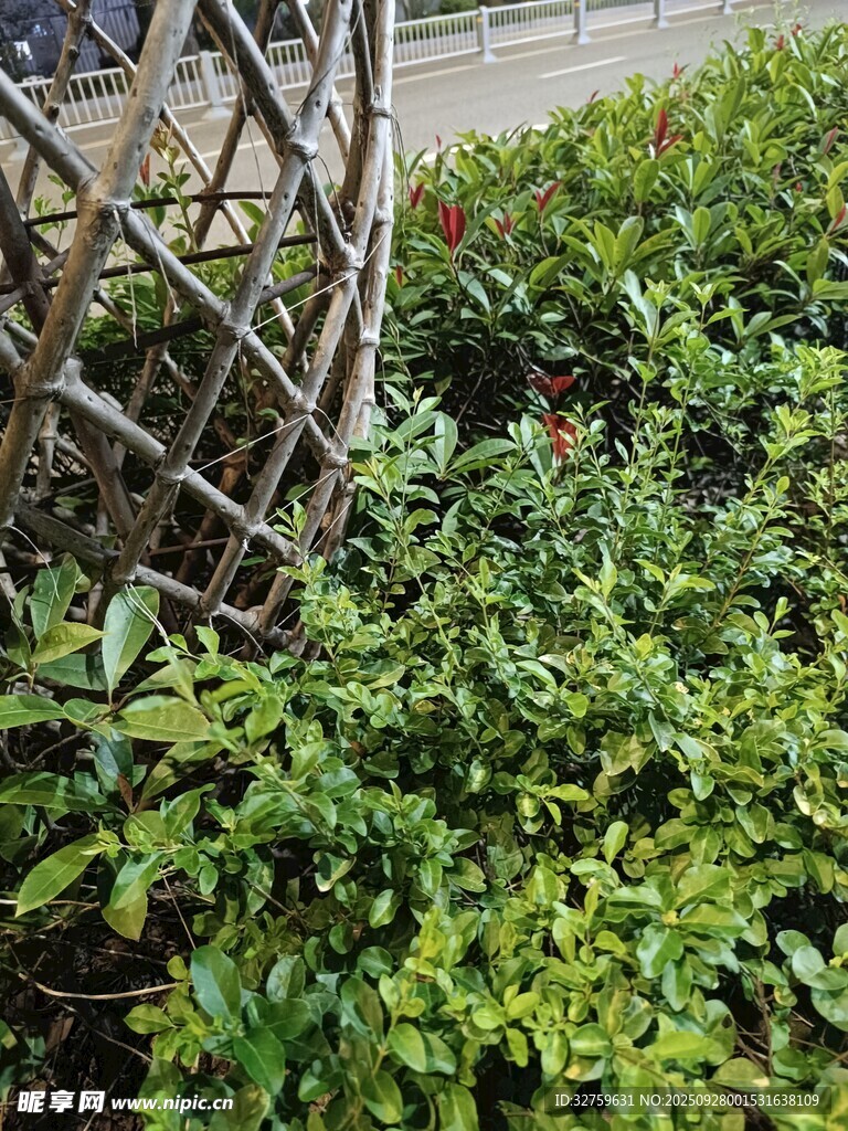 繁茂绿植景观