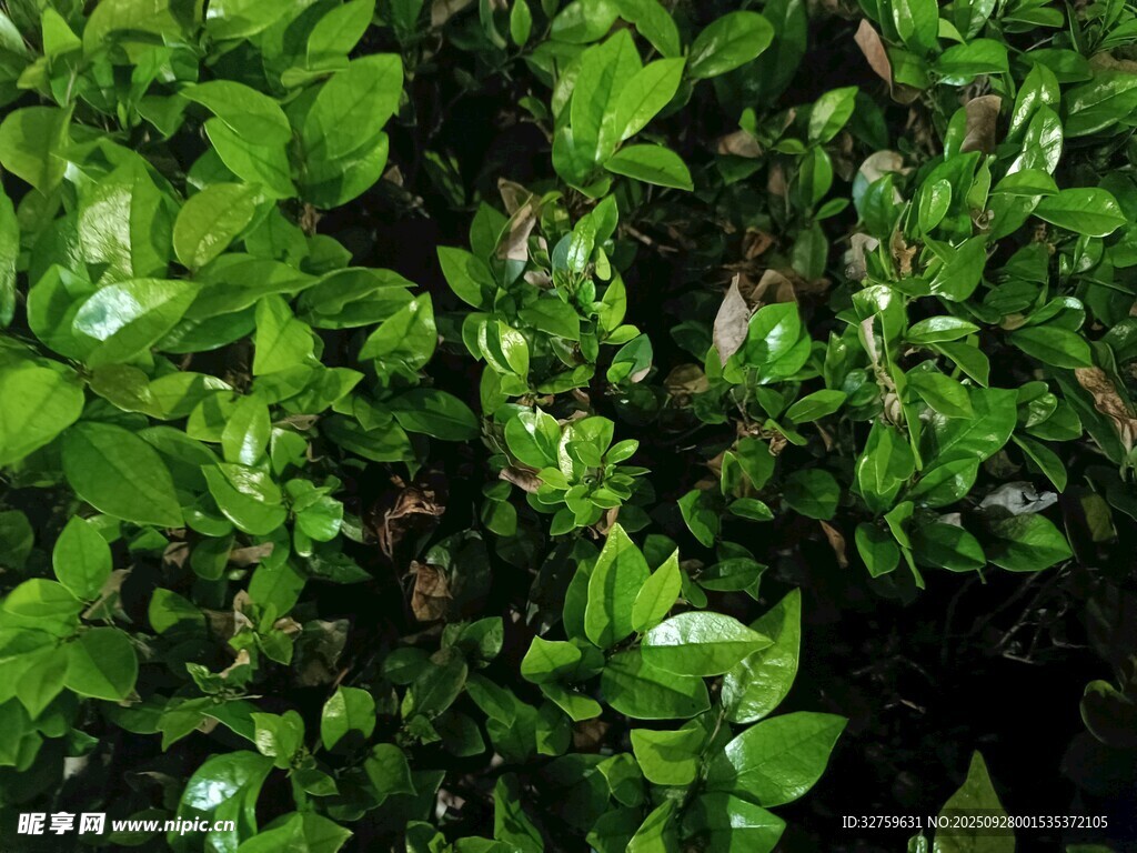 翠绿繁茂的植物叶片