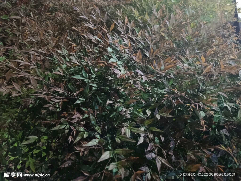 茂密绿植景观