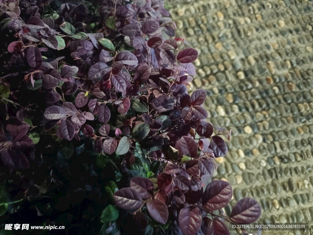 紫叶植物与纹理背景