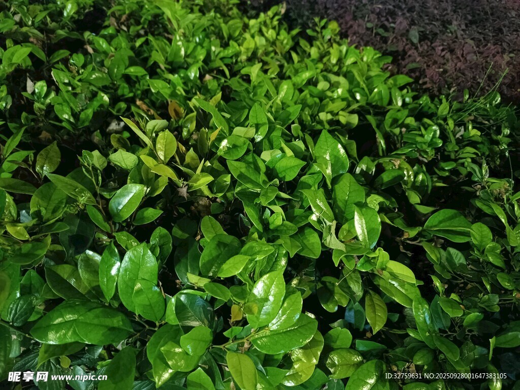翠绿繁茂的绿植景观