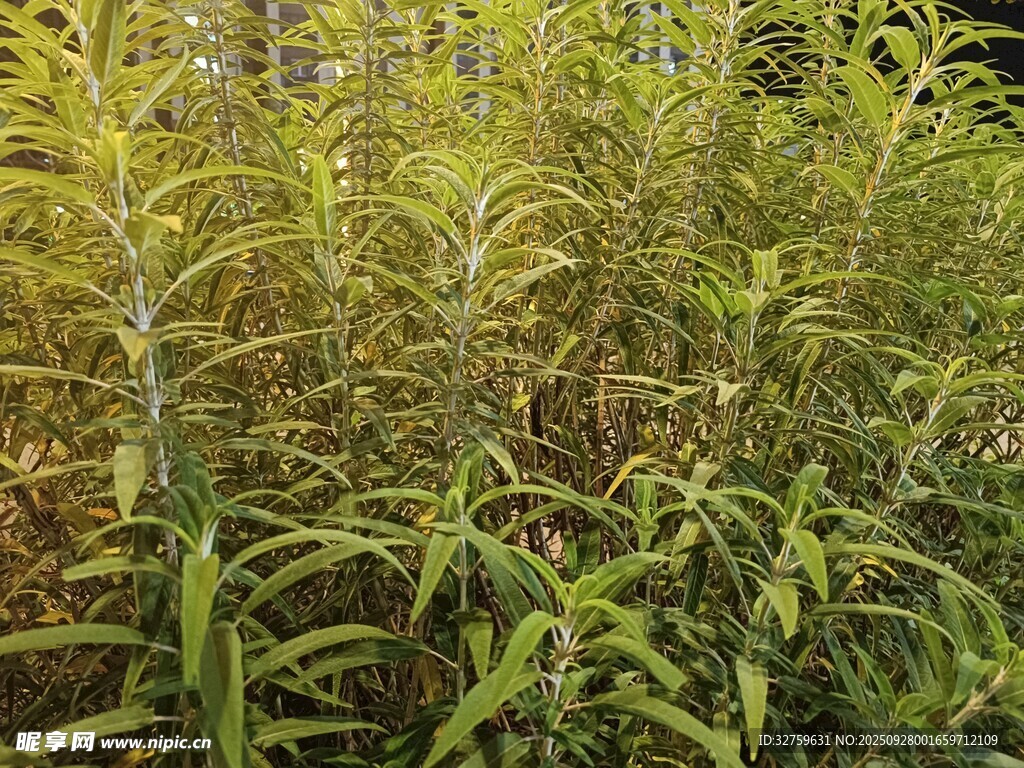 茂密绿植景观