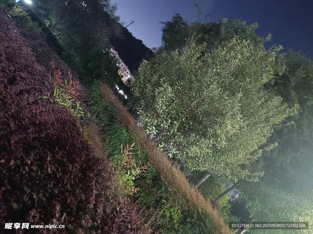 夜晚花园中的绿植景观