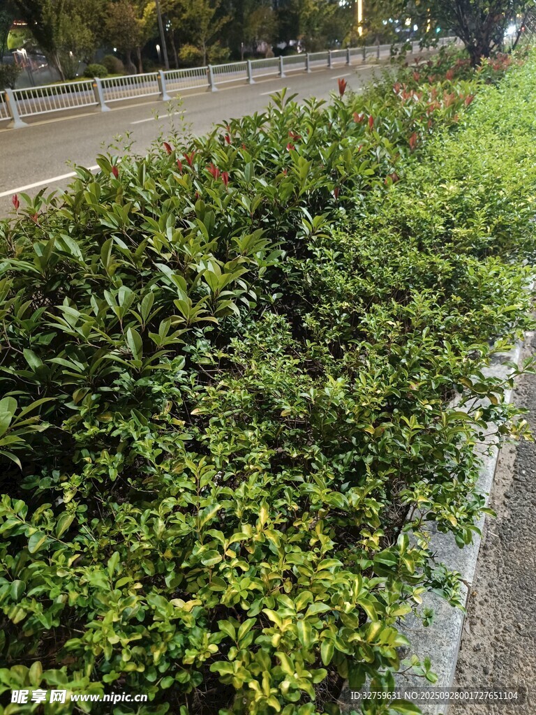 路边绿植景观