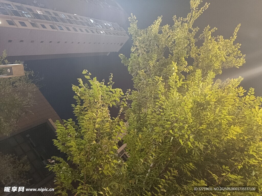 桥下绿植