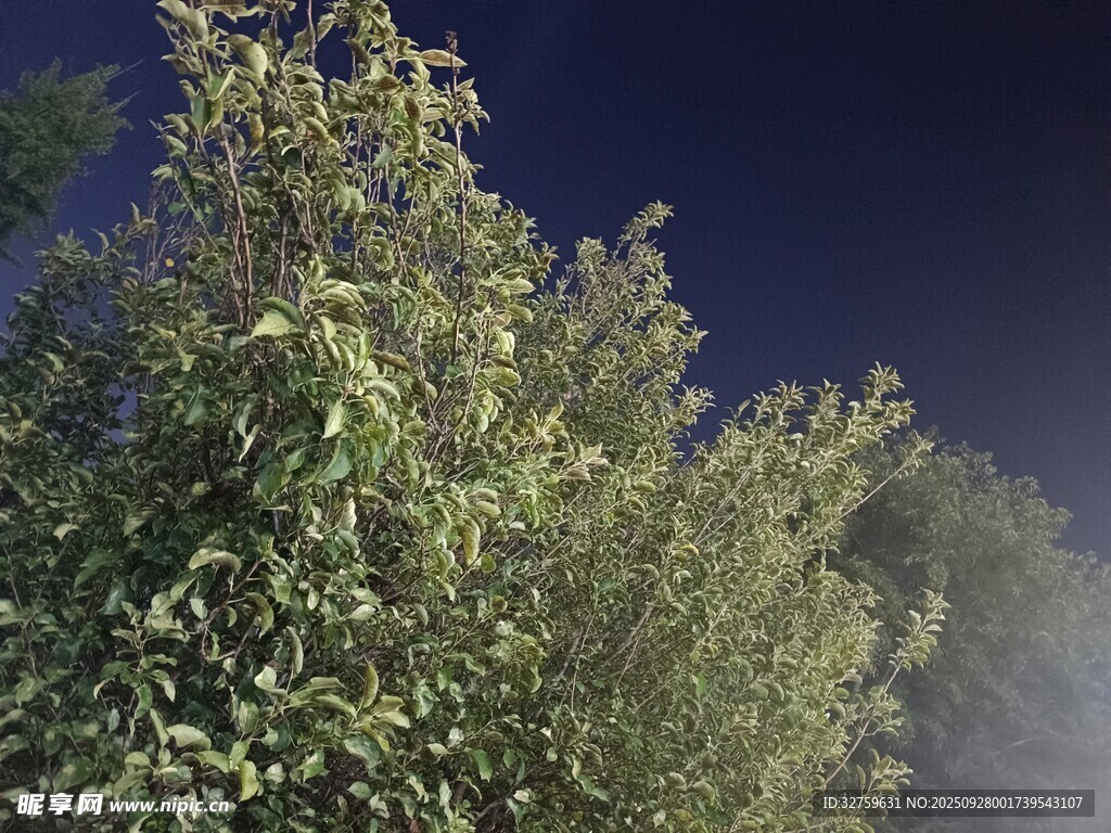 夜幕下的葱郁树木