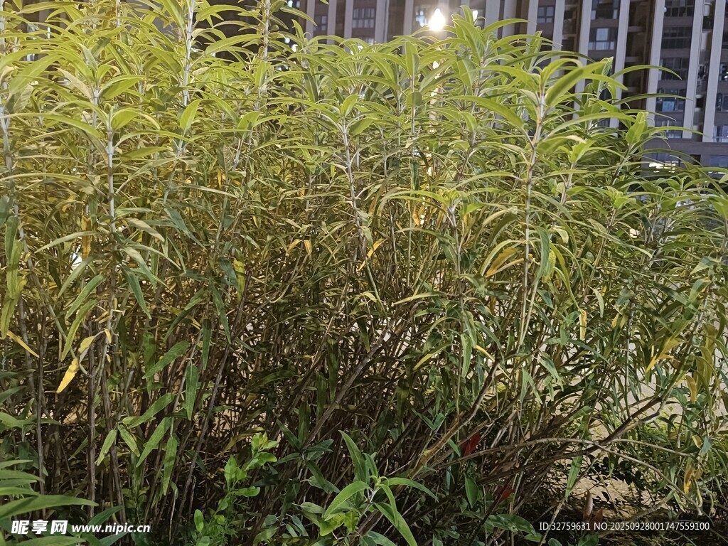 茂盛竹林景观