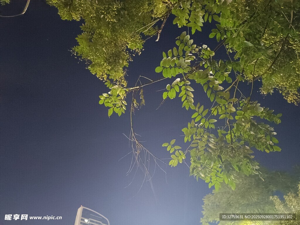夜空下的繁茂树枝