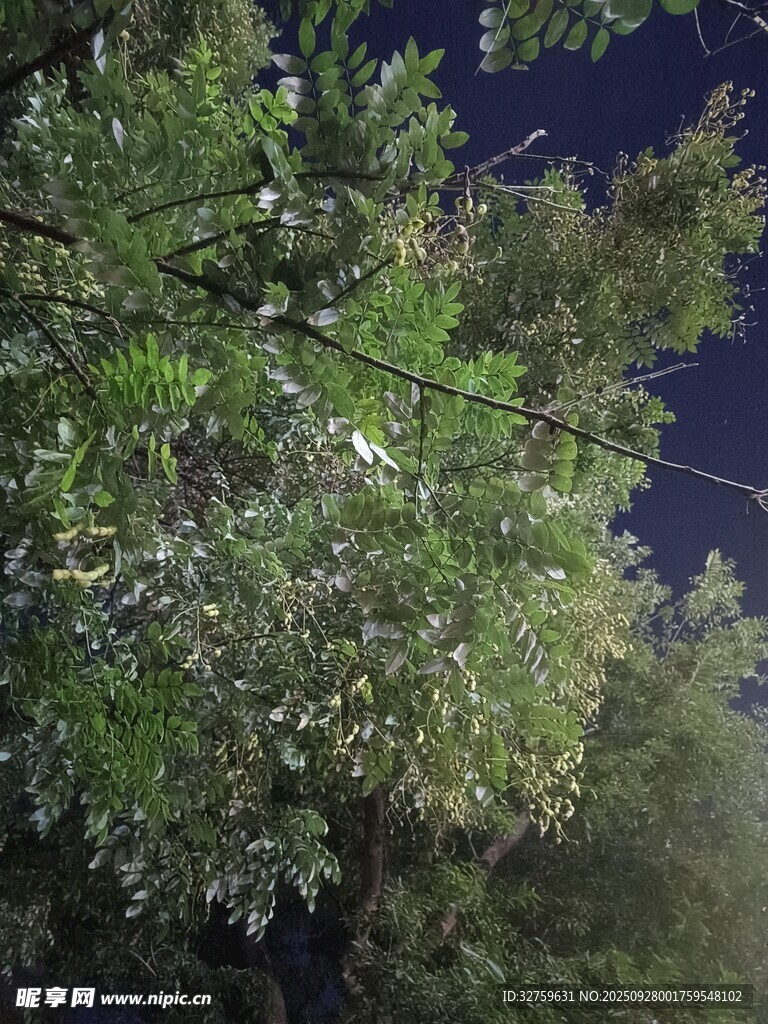 夜晚繁茂的绿树景象