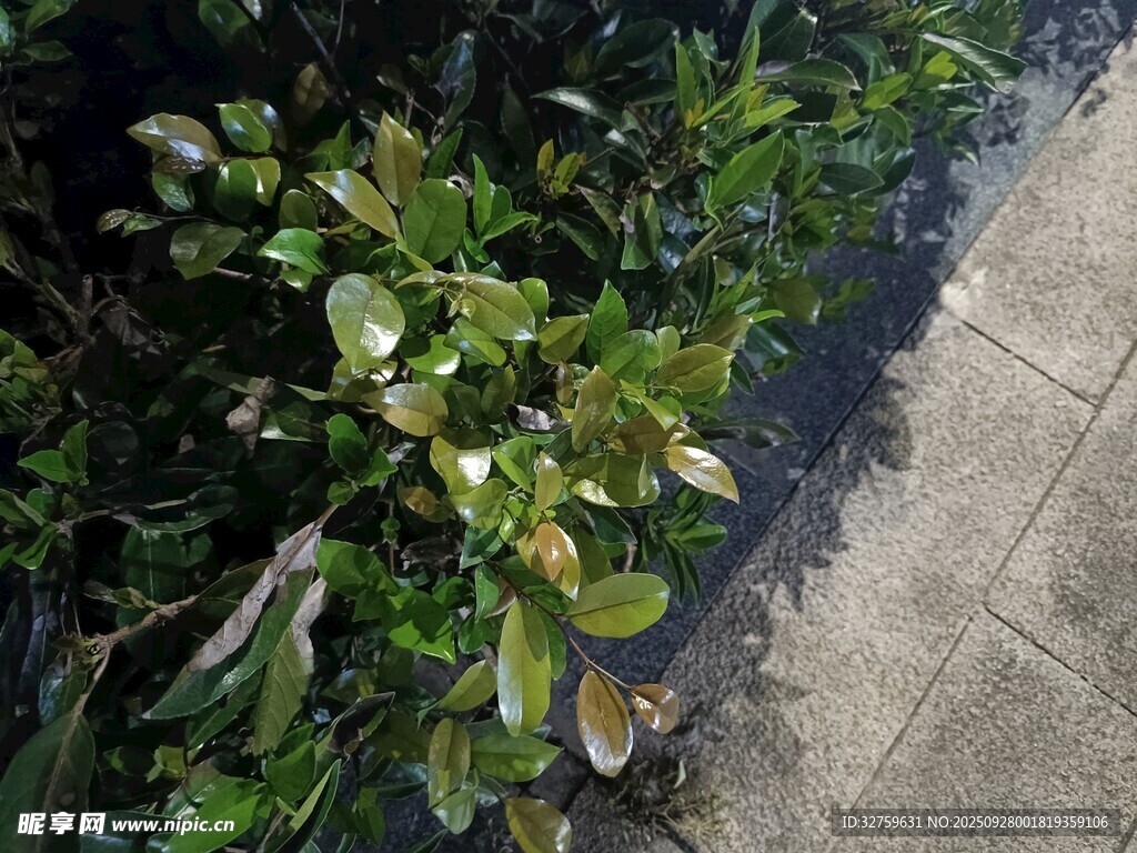 路边绿植特写