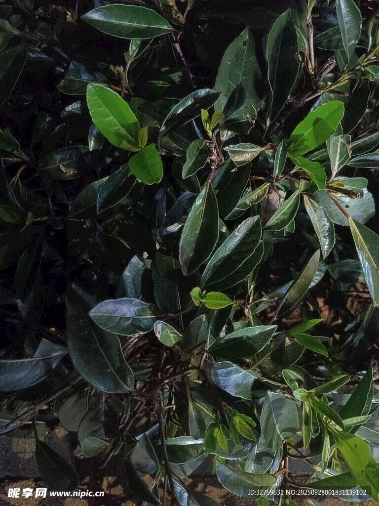 绿叶繁茂的植物景观