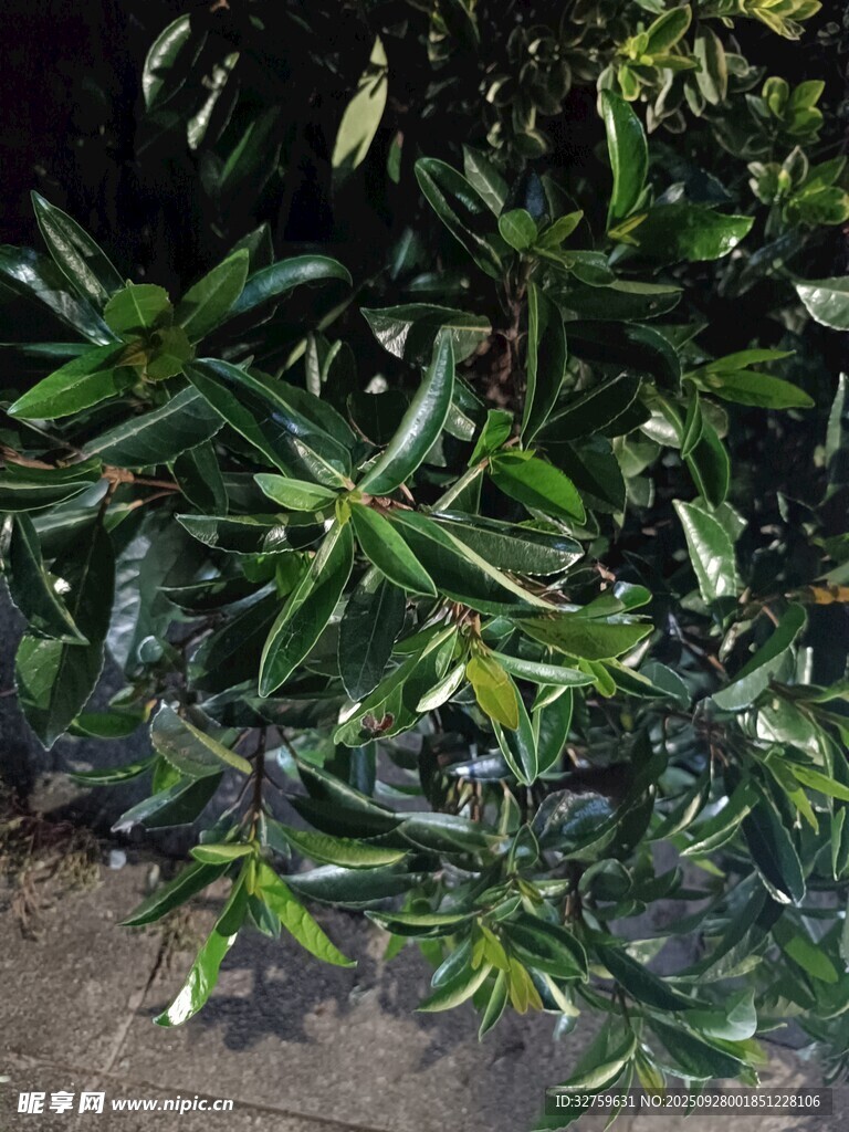 绿叶繁茂的植物景观