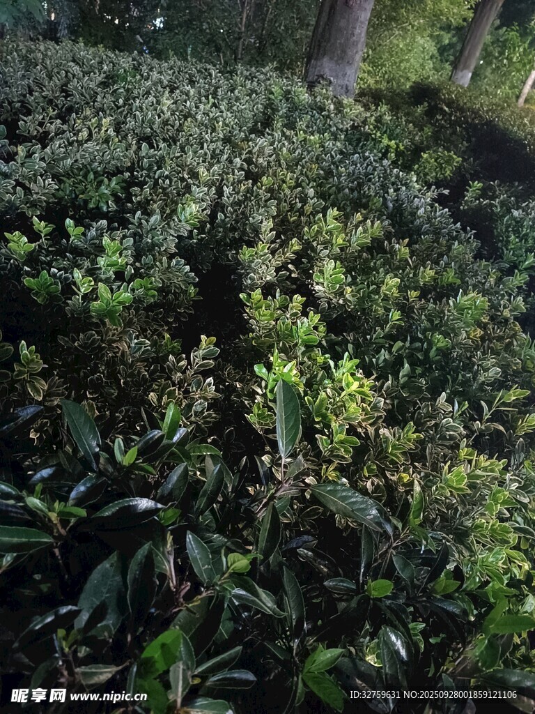 茂密绿植景观