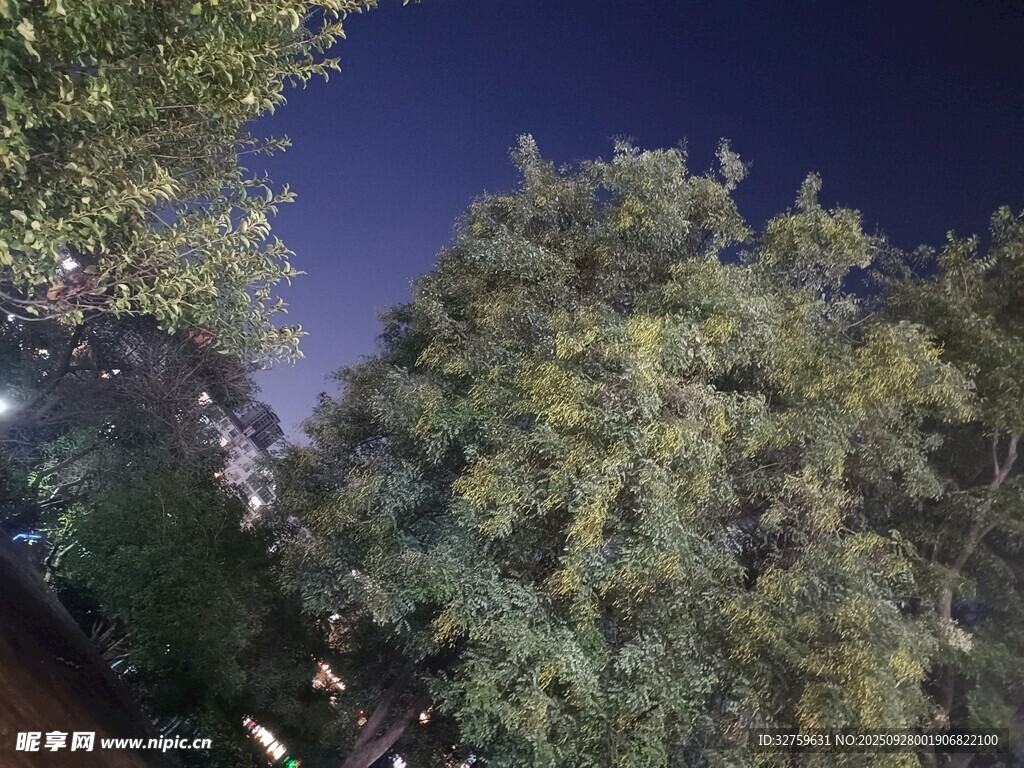 夜晚下的葱郁树木