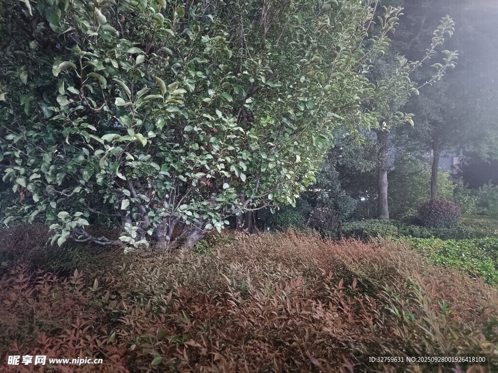 雾中树林景观