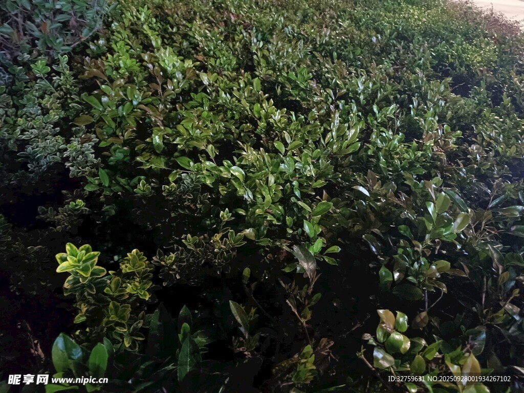 茂密绿植景观
