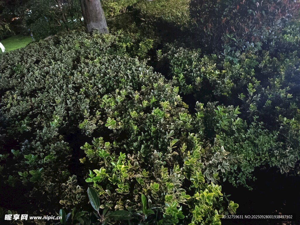 茂密绿植景观
