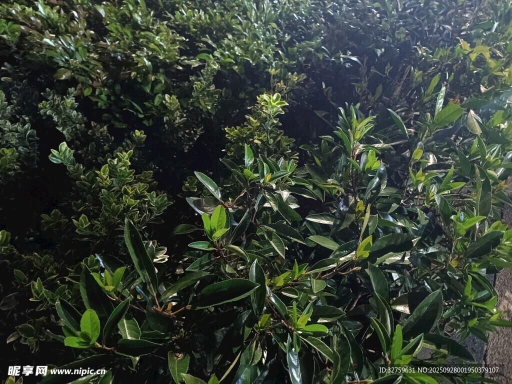 茂密绿植景观