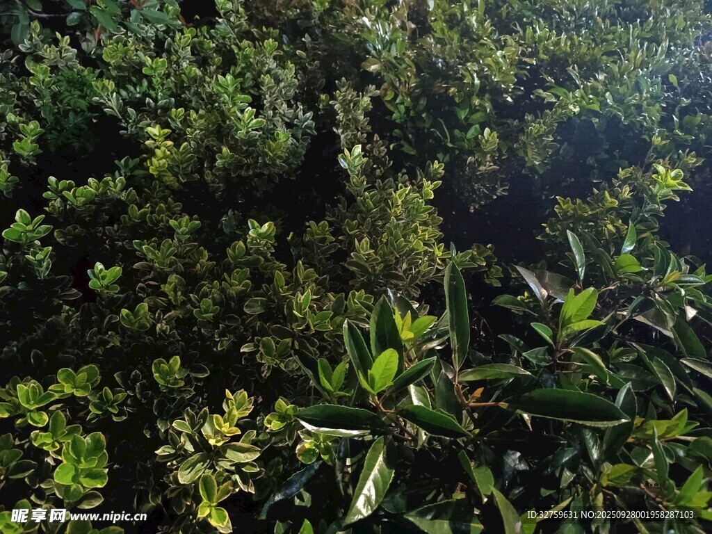 茂密绿植景观
