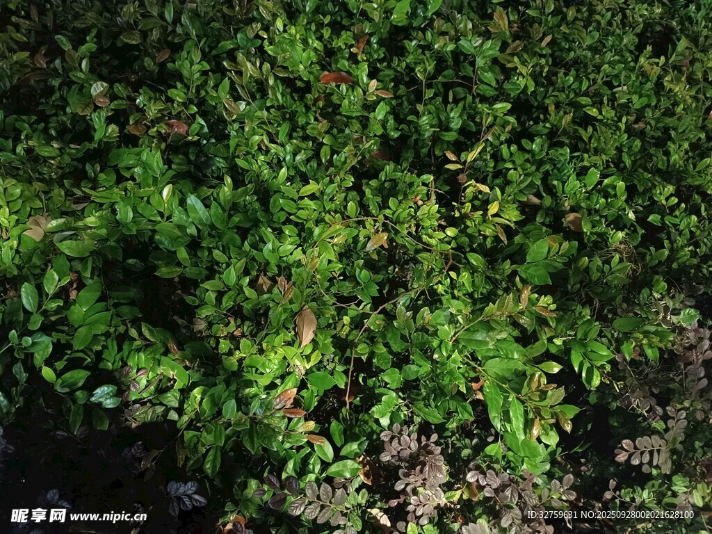 茂密绿植景观