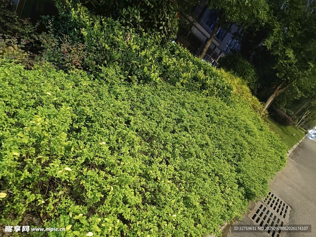 路边翠绿繁茂的植物景观