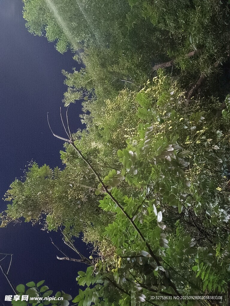 林间幽湖的静谧景致