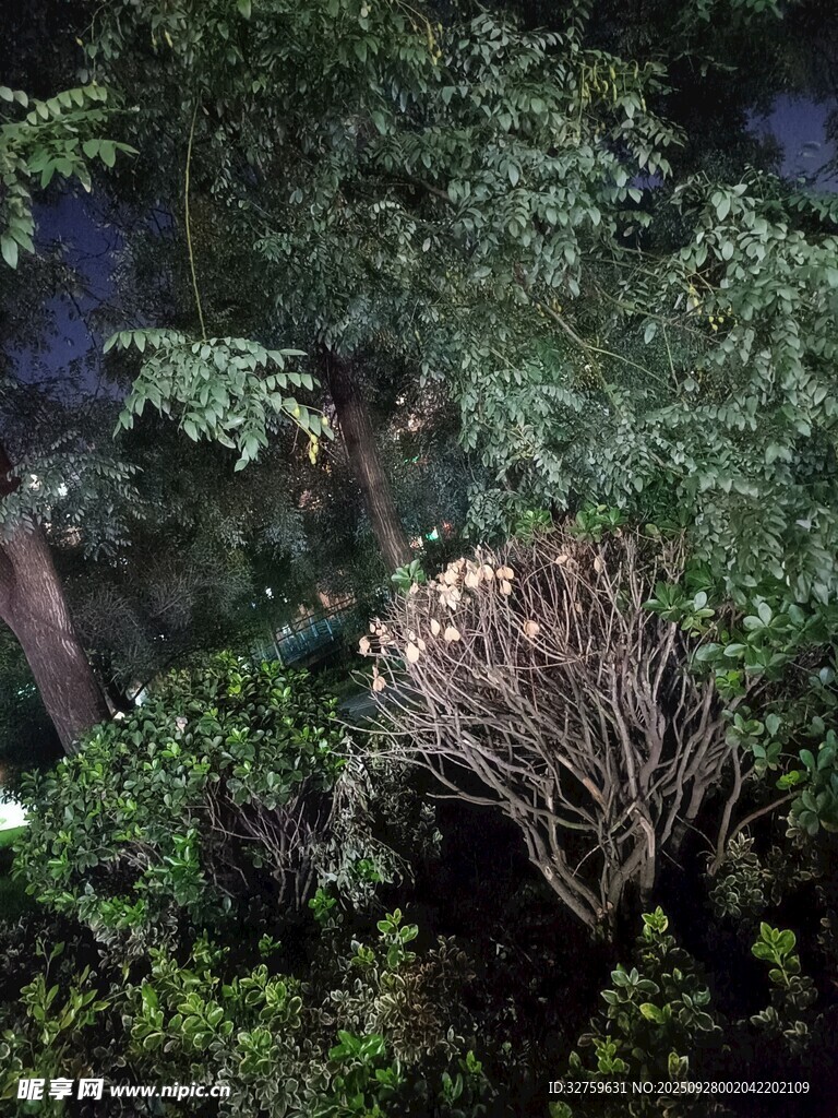 茂密丛林中的奇特植物