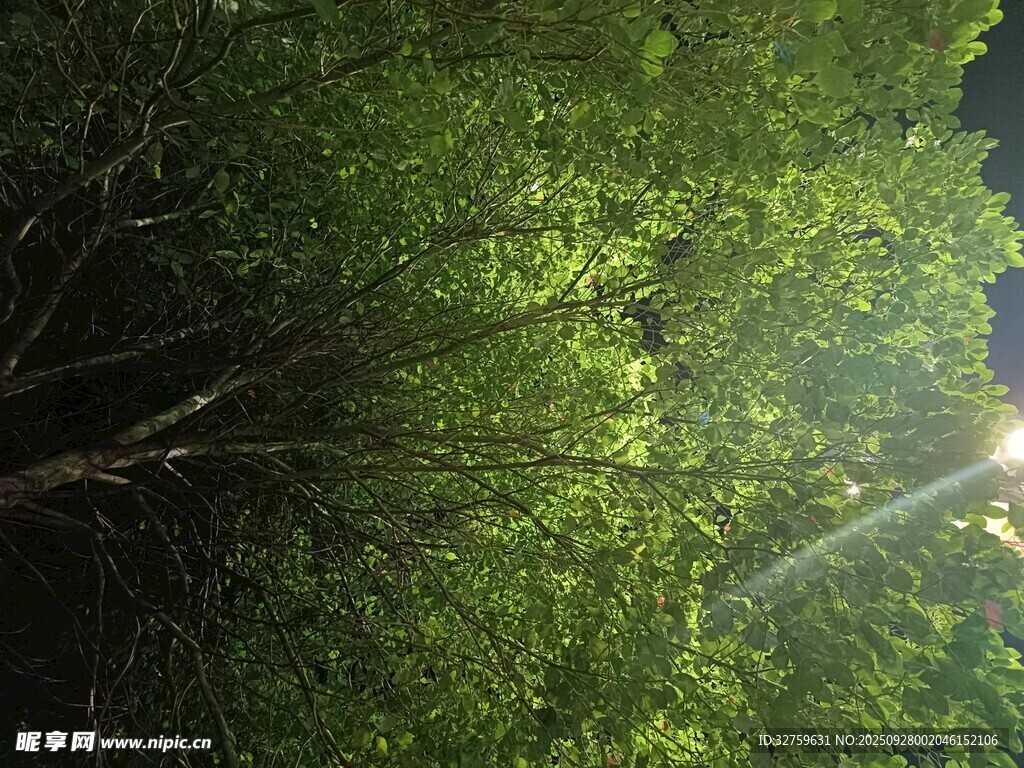 林间晨光 