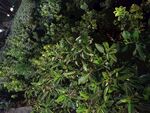 绿叶繁茂的植物景观