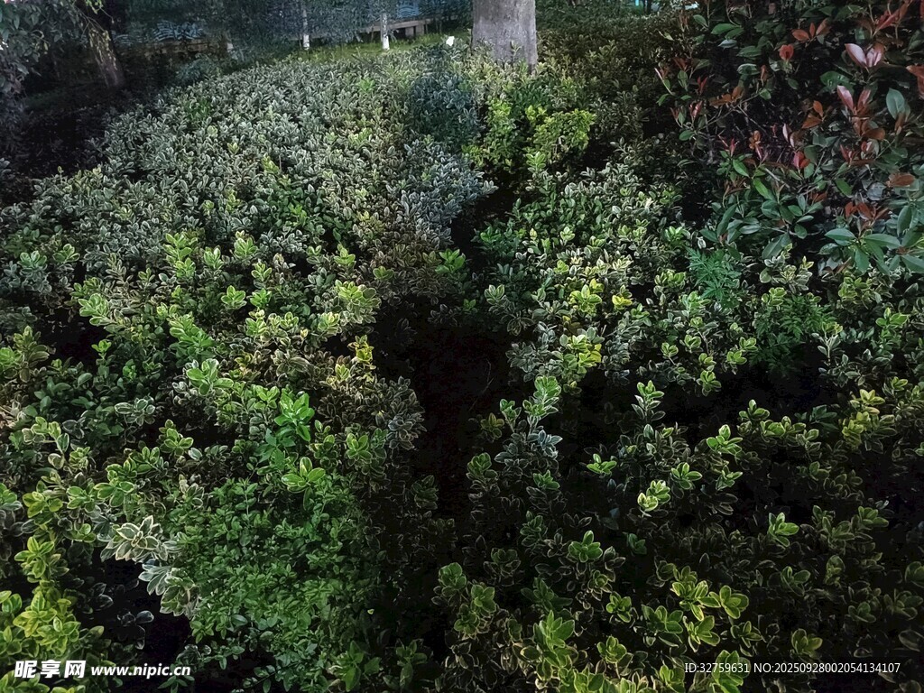 茂密绿植景观