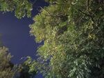仰望夜空下的繁茂绿树
