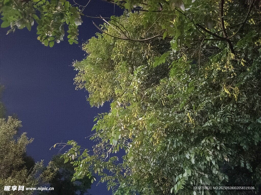 仰望夜空下的繁茂绿树