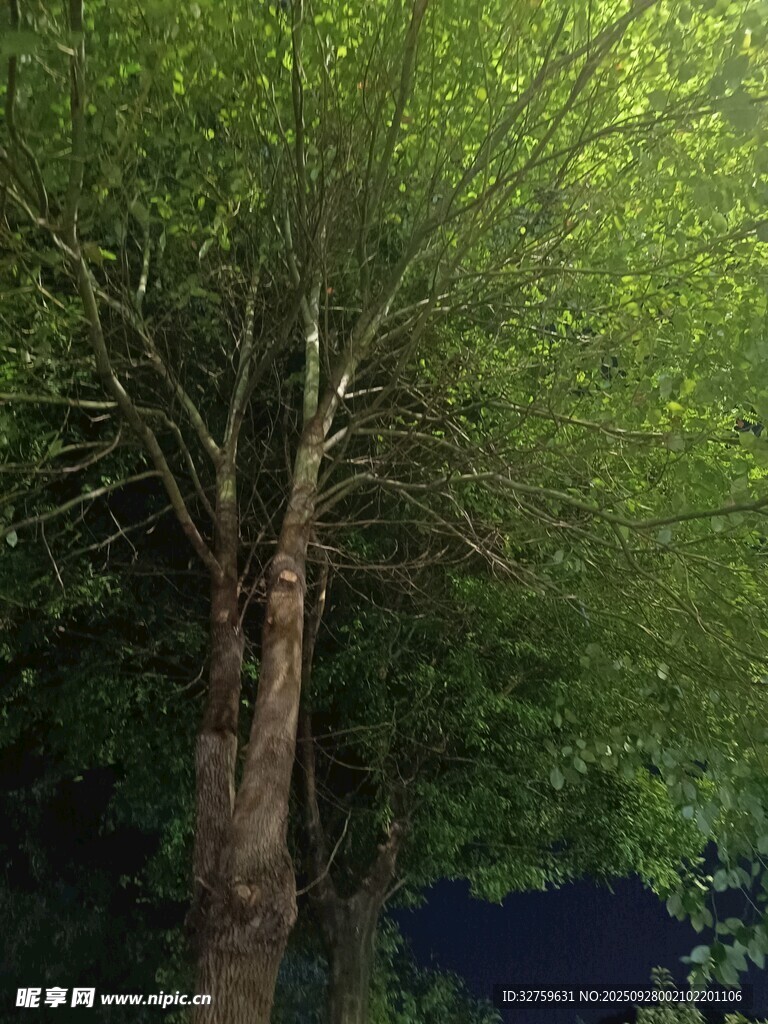 茂密树林中的高大树木