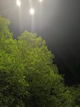 夜幕下的葱郁树林