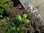 多彩绿植装点花园角落