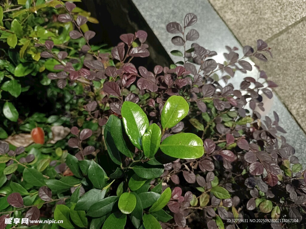 多彩绿植装点花园角落